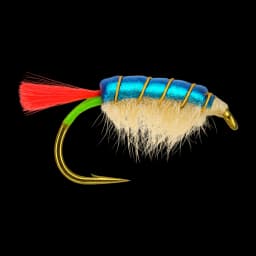 Blue Romy's Sand Shrimp