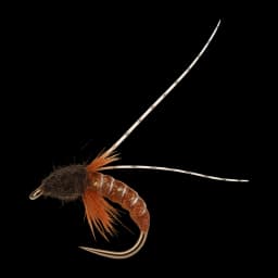 Brown Sedge Pupa