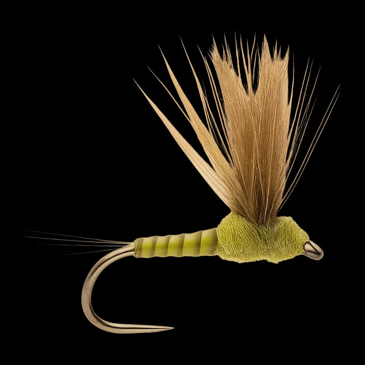 BWO Comparadun