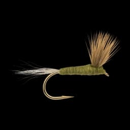 BWO Sparkle Dun