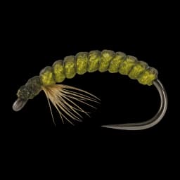 Caddis Larva