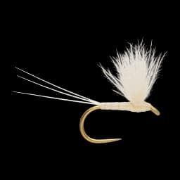 Caenis Spinner
