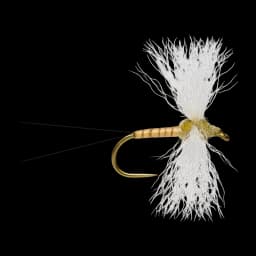 Callibaetis Spinner