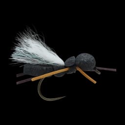 Carl's Cicada