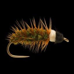 Cased Caddis Larva