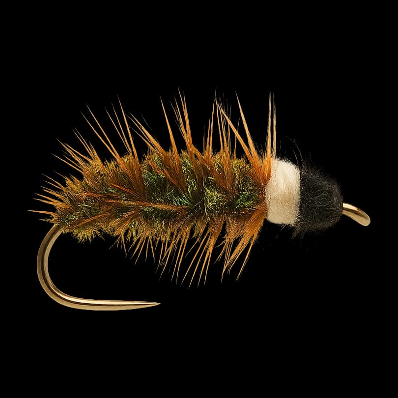Cased Caddis Larva