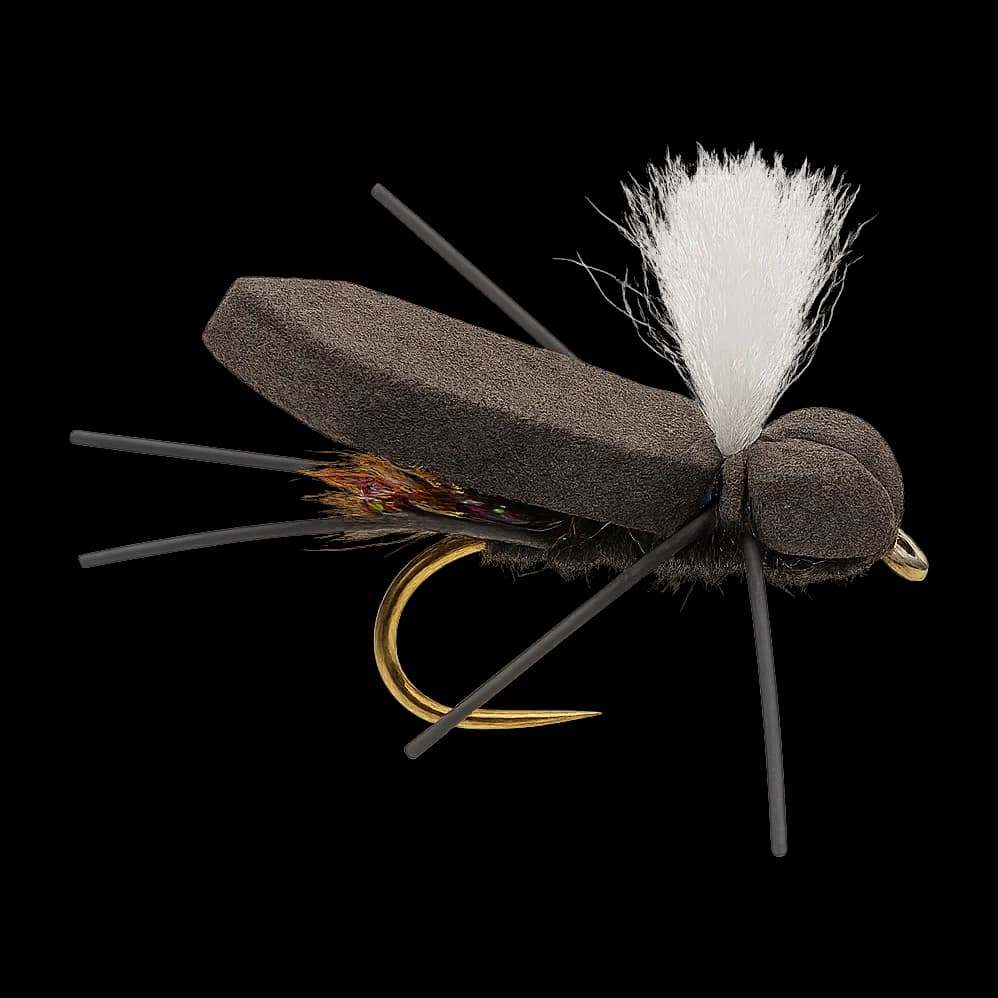 Cicada