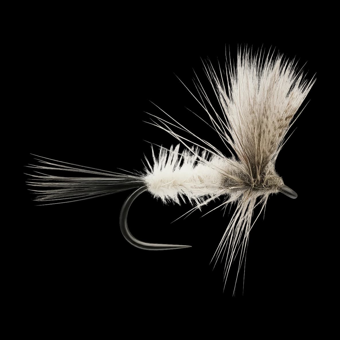 Coffin Fly
