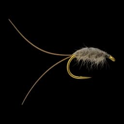 Corophium Volutator