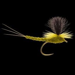 Extended-body Green Drake