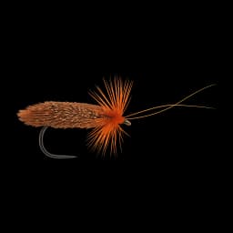 Fiery Brown Sedge
