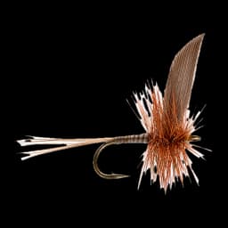 Ginger Quill