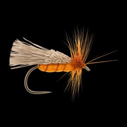 Goddard's Sedge