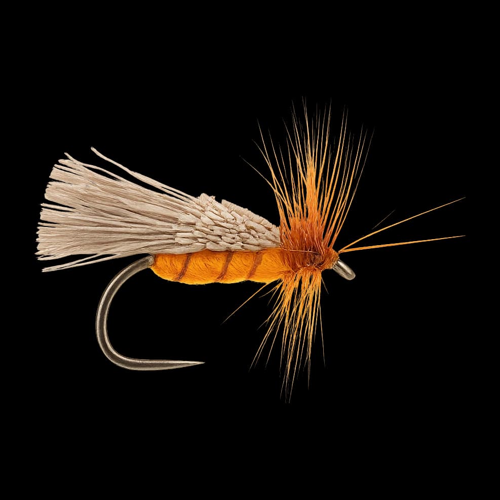 Goddard's Sedge