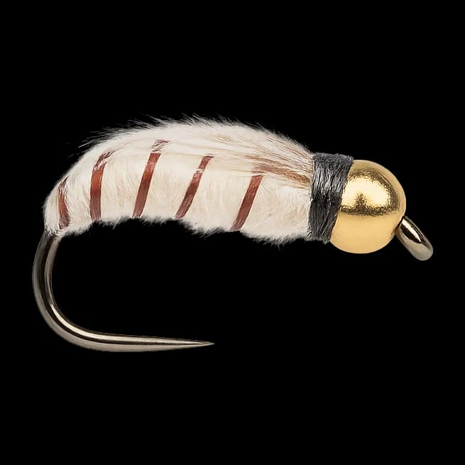 Gold-Bead Corixa