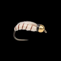 Gold-Bead Corixa