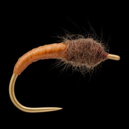 Horn Caddis