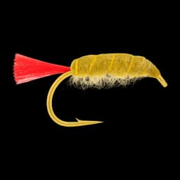 Hot Tag Sand Shrimp