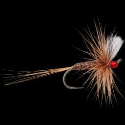 Houghton Ruby