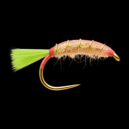 Jaxon's Pink Shrimp