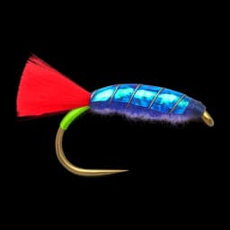 Jaxon's Violent Shrimp Red Tag