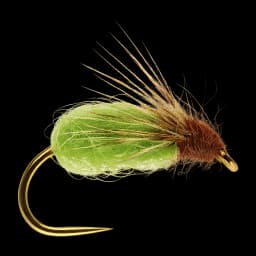 LaFontaine Emergent Pupa
