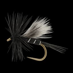Little Black Stonefly