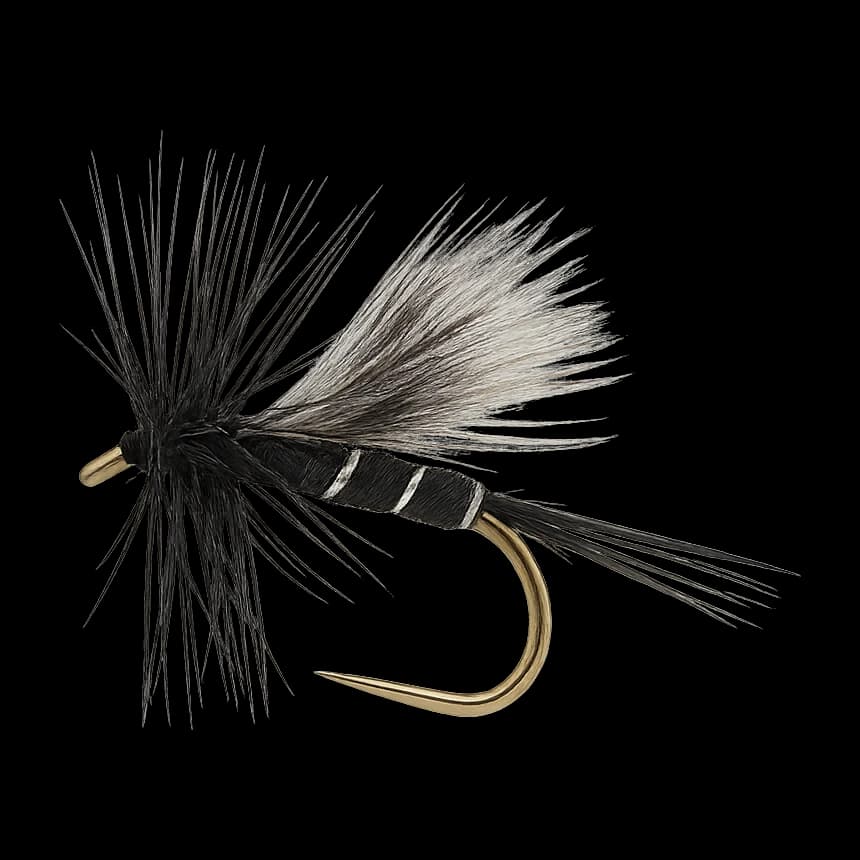 Little Black Stonefly