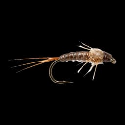 Mayfly Nymph