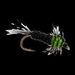 Montana Nymph