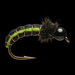 NZ Green Rock Worm Larva