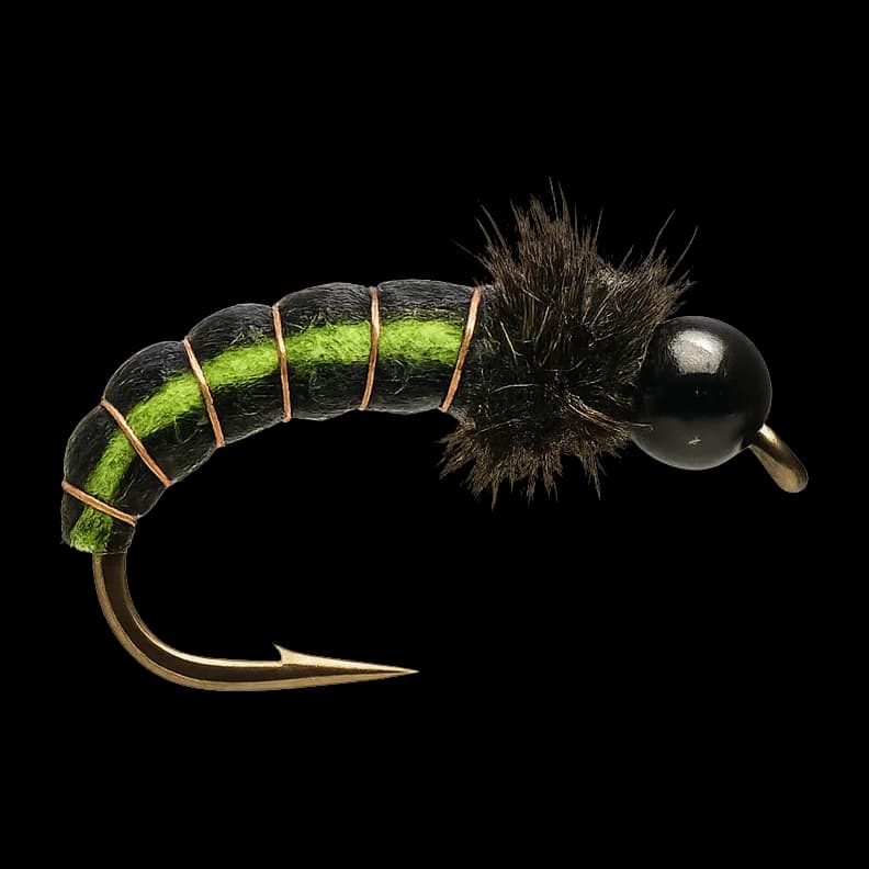 NZ Green Rock Worm Larva