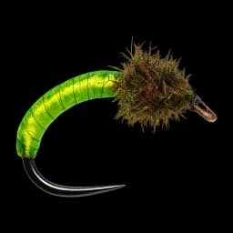 NZ Green Rock Worm Pupa