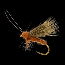 October Caddis