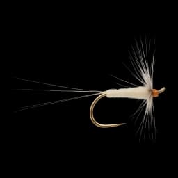 Pale Watery Spinner
