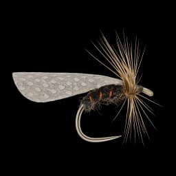 Passion Vine Hopper