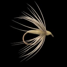 Peute