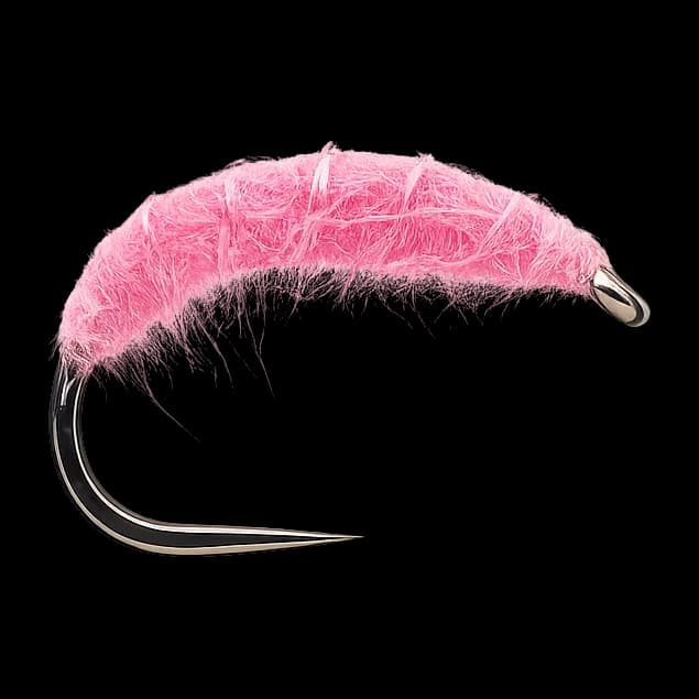Pink Shrimp