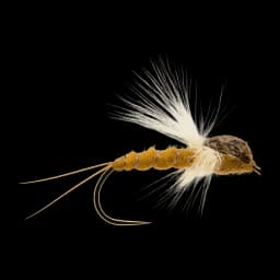PMD Nymph