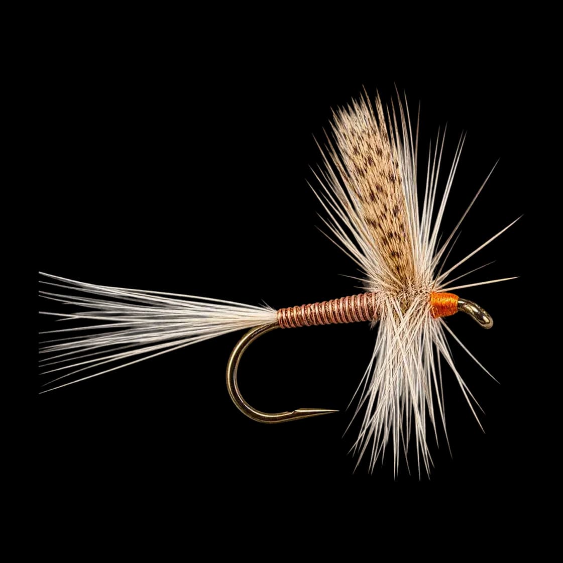 Red Quill (male)