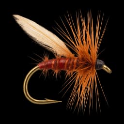 Red Sedge