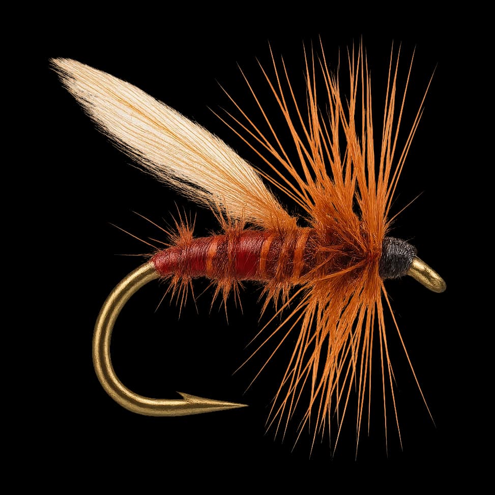 Red Sedge