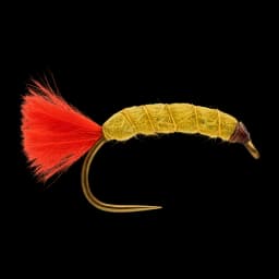 Red Tag Sand Shrimp