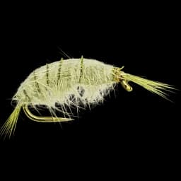 Scud / Gammarus