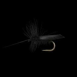 Sedge