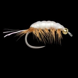 Weighted Pearl Shrimp