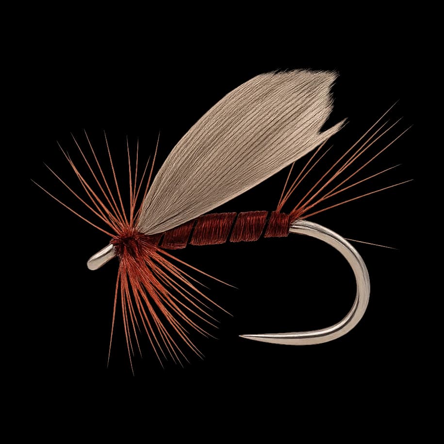 Silver Sedge