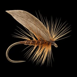 Silverhorn Sedge