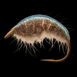 Spectra Shrimp