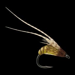 Spotted Sedge Pupa